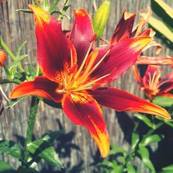 Close-up of red flower