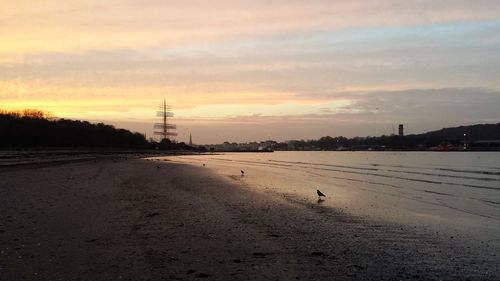 Birds on shore against sky during sunset
