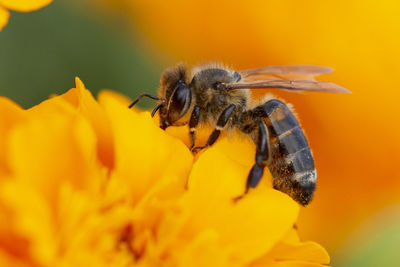Close-up of bee pollinating on yellow flower