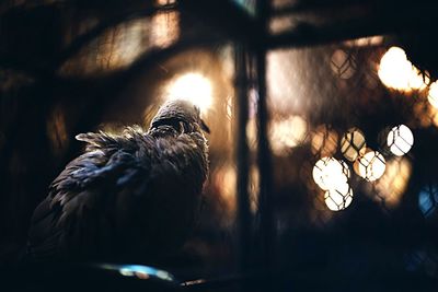 Close-up of bird in cage