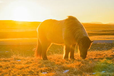 Horse grazing in a field