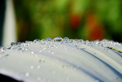 Close-up of raindrops on plant