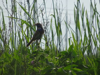 Bird perching on grass