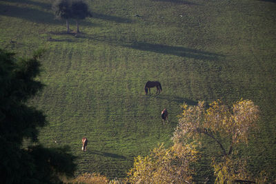 High angle view of trees on landscape