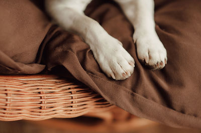 White legs of a dog jack russell with claws on a brown plaid in a wicker basket