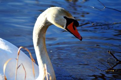 White swan in water