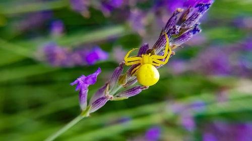 Close-up of purple flowering plant