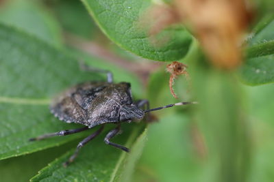 Close-up of insect on leaf