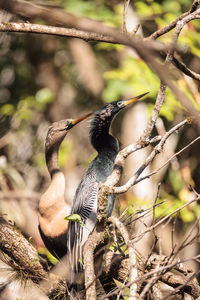 Close-up of bird perching on branch