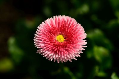 Close-up of dahlia flower