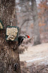 Close-up of bird perching on tree trunk