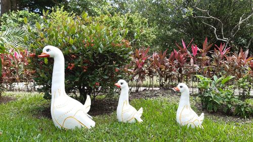 White swan on field