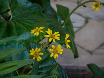 Close-up of yellow flowering plant