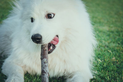 Close-up portrait of dog on field