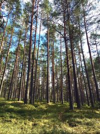 Low angle view of bamboo trees in forest