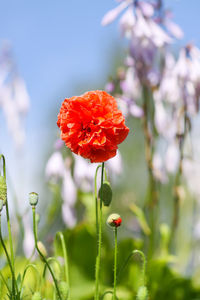 Close-up of red poppy flower on field