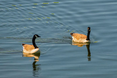 Duck swimming on lake