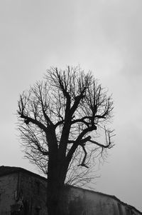 Low angle view of silhouette bare tree against sky