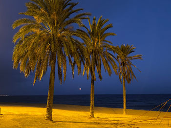 Palm trees by sea against clear sky