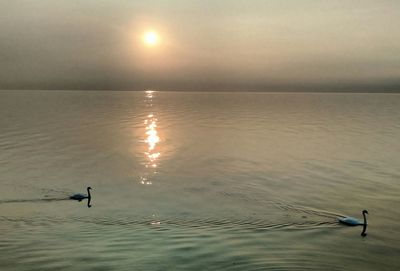 Swan swimming in sea against sky at sunset