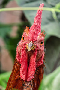 Close-up of rooster