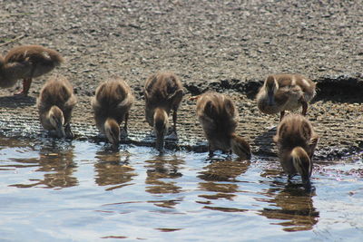 Ducks in lake