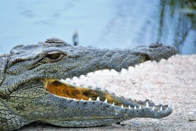 Close-up of crocodile by lake