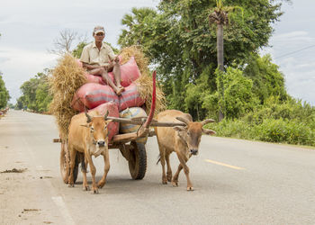 View of horse cart on street