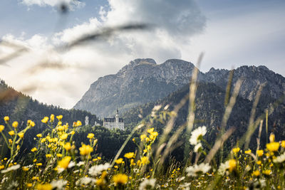 Yellow flowering plants on land against sky