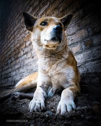 Portrait of dog sitting on wall