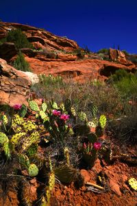 Flowering plants by rocks on field against sky