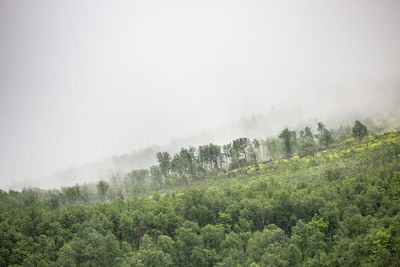 Trees on field against sky during foggy weather