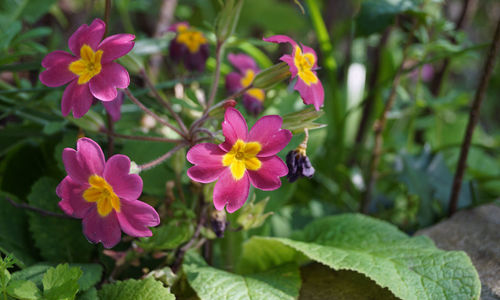 Close-up of pink flowering plant