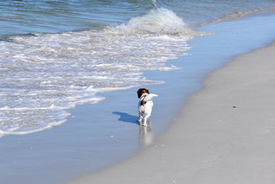 Dog on beach