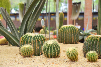 Close up cactus in sand and stone,grusonii setispinus