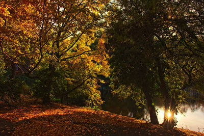 Trees in forest during autumn