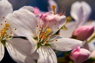 Close-up of pink cherry blossom