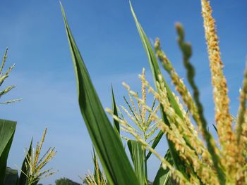 Close-up of stalks against clear blue sky