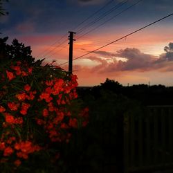 Silhouette plants and electricity pylon against sky during sunset