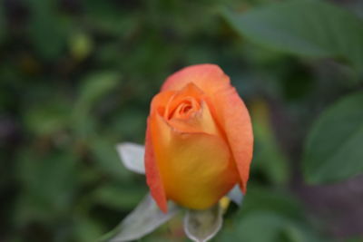 Close-up of red rose