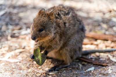 Close-up of an animal