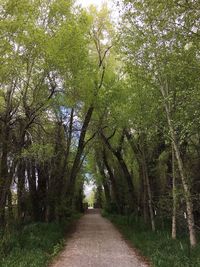Road amidst trees in forest