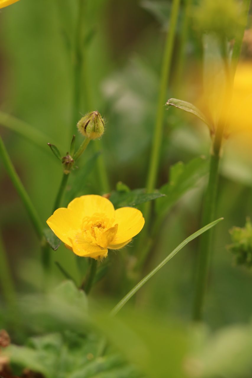 CLOSE-UP OF HONEY BEE ON YELLOW FLOWER