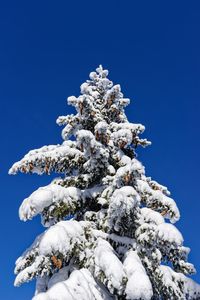 Low angle view of frozen tree against clear blue sky