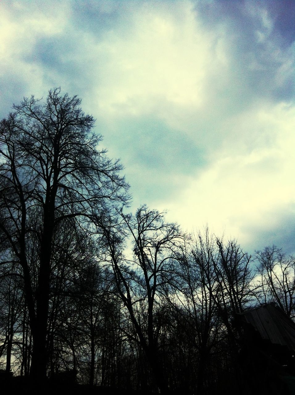 tree, bare tree, sky, silhouette, low angle view, cloud - sky, branch, tranquility, nature, beauty in nature, cloud, cloudy, tranquil scene, scenics, growth, outdoors, dusk, no people, day, tree trunk