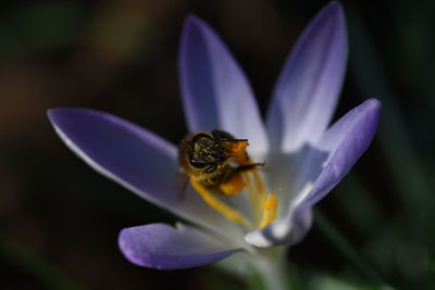 Close-up of bee pollinating on purple flower