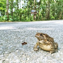 Close-up of frog on road in city