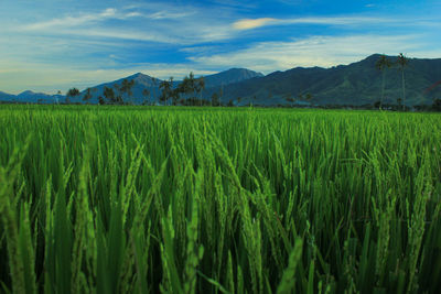 Scenic view of agricultural field against sky