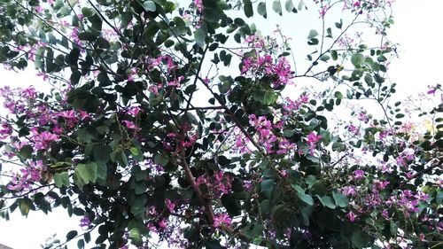 Low angle view of flowers blooming on tree