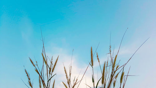 Low angle view of stalks against blue sky